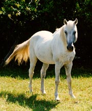 Florida Cracker 1 - horse Breeds | ცხენის ჯიშები| cxenis jishebi